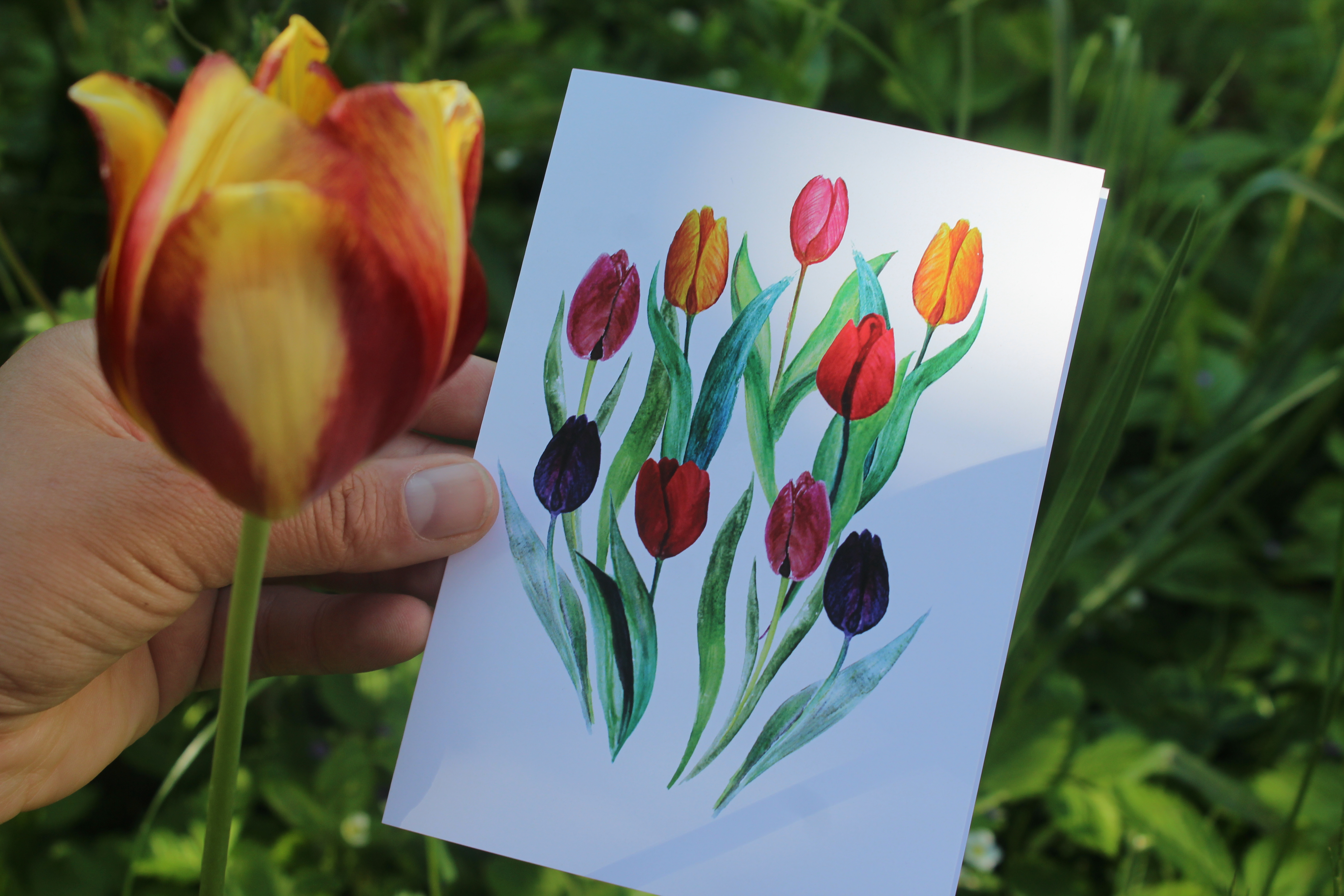 Pohlednice tulipány