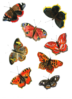 Plakát motýli  A3