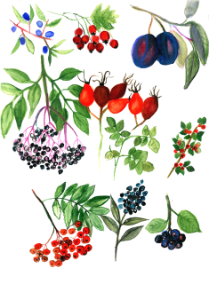 Plakát podzimní plody A3